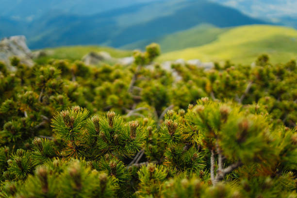 Carpathian mountains moody weather landscape. Green hill meadow, pine tree forest and cloudy sky. Amazing nature scenery in mountain valley. Beautiful nature landscape. Travel, adventure concept image.