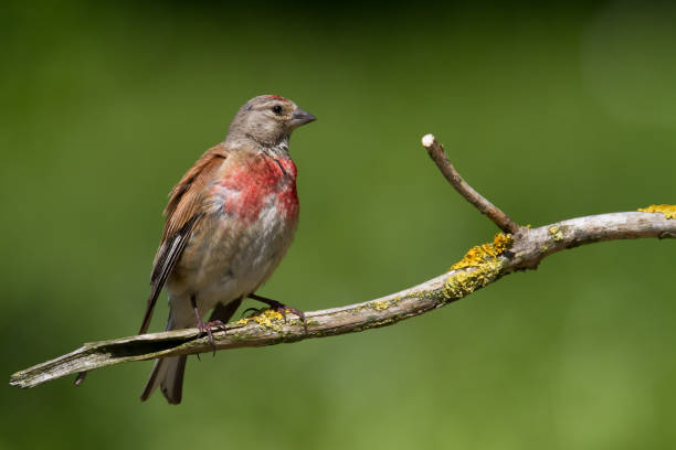 istock Bird - Common Linnet summer time bird batching, wildlife Poland Europe 1478040651