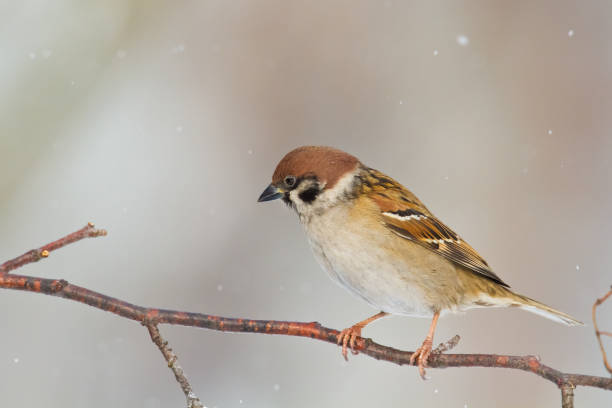 istock Bird - Tree sparrow Passer montanus perching on tree, blurred background, wildlife Poland Europe, winter time 1478040659