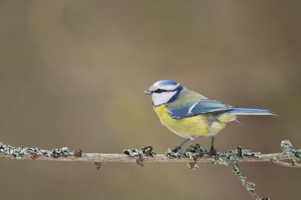 istock Bird - Bluetit on winter background, winter time Poland Europe 1478041191