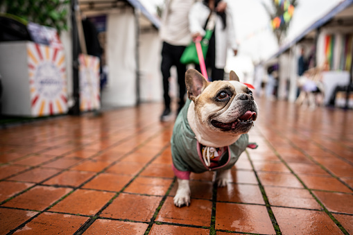 French bulldog walking through the street market