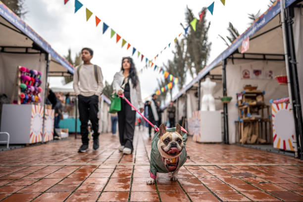 French bulldog walking with it owner on a fair