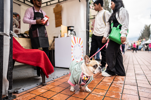 French bulldog waiting for it owner to buy something on a market stall