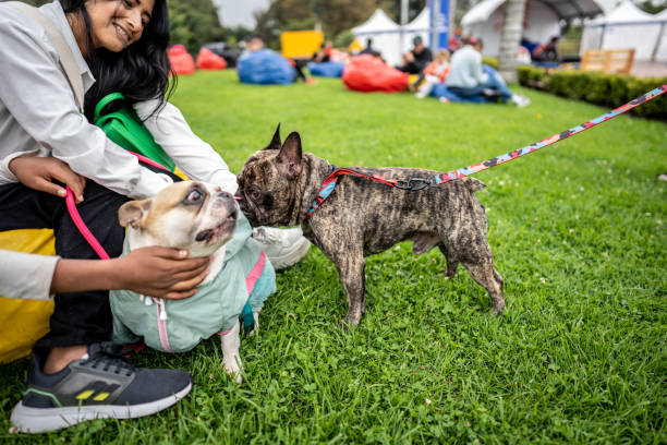 istock French bulldogs on a public park 1478043774