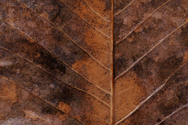 istock leaf veins of dead leaves 1478044706