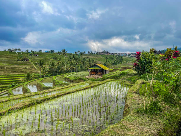 Jatiluwih Rice Paddy Field Bali A relaxing view of greenery in Jatiluwih Rice Paddy Field of Bali. jatiluwih rice terraces stock pictures, royalty-free photos & images