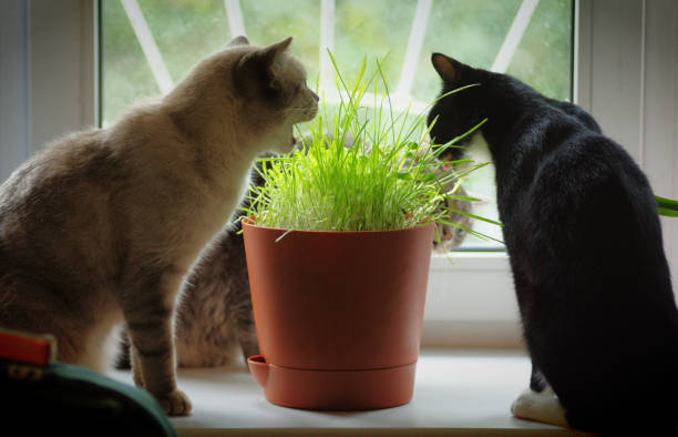 istock A pack of cats eats young green grass from a flower pot 1478046167