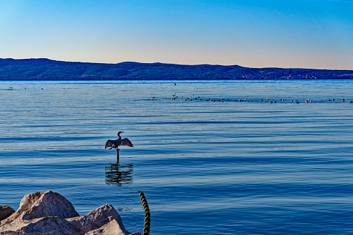 Cormorant after fish hunting in Split
