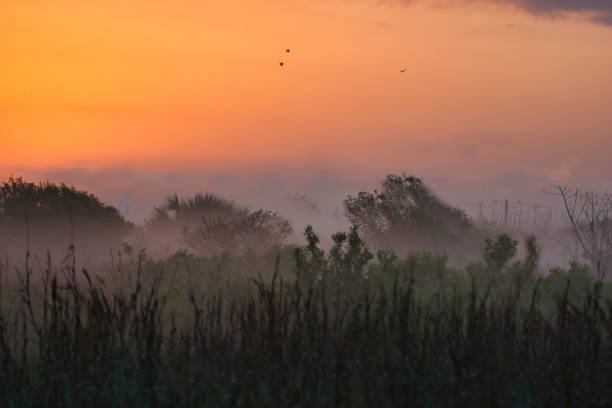 istock Foggy Galveston Island morning 1478050121