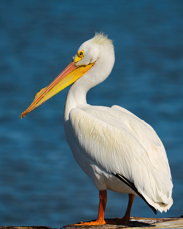 White Pelican full body