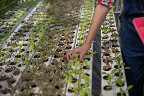istock Farmers are watering kindergarten-sized lettuce into the plot. 1478050502