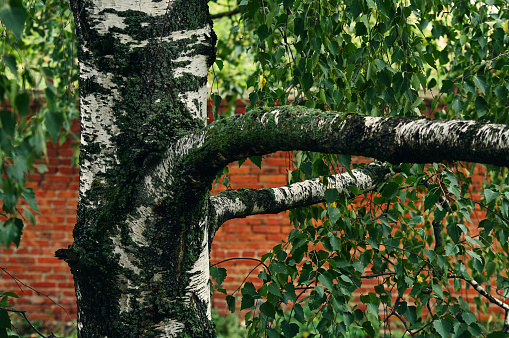 Part of the trunk of an adult birch, two powerful branches grow from the trunk, beautiful green leaves, in the far background a red brick wall, a simple beautiful street scene