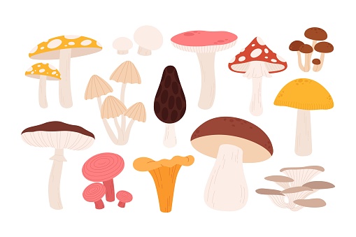 Forest mushrooms set. Chanterelle mushroom, cartoon forest raw ingredients. Isolated amanita, autumn plants and vegetarian food, racy vector set of forest food mushroom illustration
