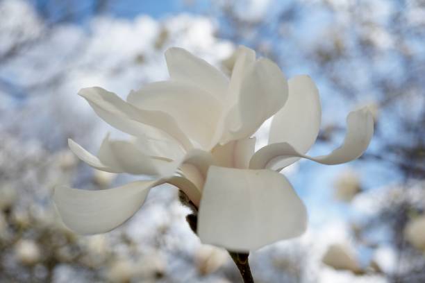 White magnolia against the blue sky. White Magnolia flower close up. Spring magnolia. A white flower. magnolia stellata, a veces llamada magnolia estrella, es un arbusto de crecimiento lento o pequeño árbol nativo de japón. tiene flores grandes y vistosas de color blanco o rosado a principios de primavera, antes de que sus hojas se abran.