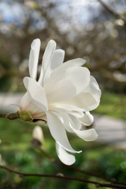 istock Magnolia stellata, sometimes called the star magnolia, is a slow-growing shrub or small tree native to Japan. It bears large, showy white or pink flowers in early spring, before its leaves open. 1478057538