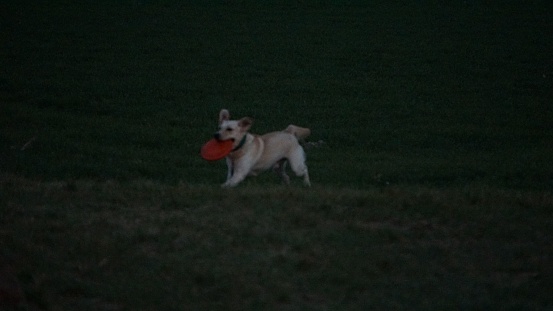 A close-up shot of a playful dog sitting on grass illuminated by a bright light, holding an orange frisbee in its mouth