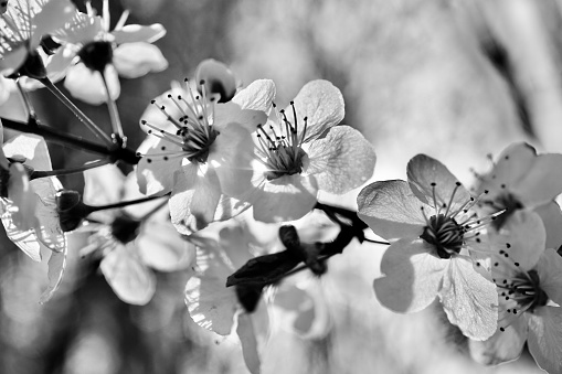 A delicate cherry blossom. Black and white photo of a cherry blossom. The flower of a fruit tree in spring. White cherry blossom close-up. Macrophotography of a cherry blossom.