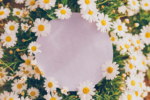 Empty bright purple round paper between white daisies as a mockup for your Easter, spring or summer text message. Creative color editing. Very soft and selective focus. Part of a series.
