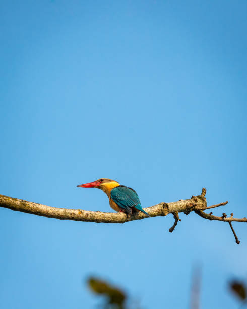 istock stork billed kingfisher or tree kingfisher or Pelargopsis capensis bird closeup perched in natural blue sky background terai forest pilibhit national park or tiger reserve uttar pradesh india 1478060219
