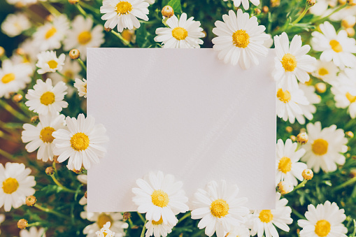 Empty bright paper in the centre of white daisies as a mockup for your Easter, spring or summer text message. Creative color editing. Very soft and selective focus. Part of a series.