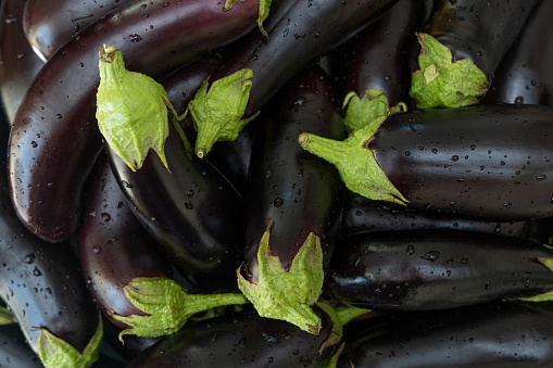 Fresh raw eggplant with water drops. dark natural background. vegetarian organic eco food