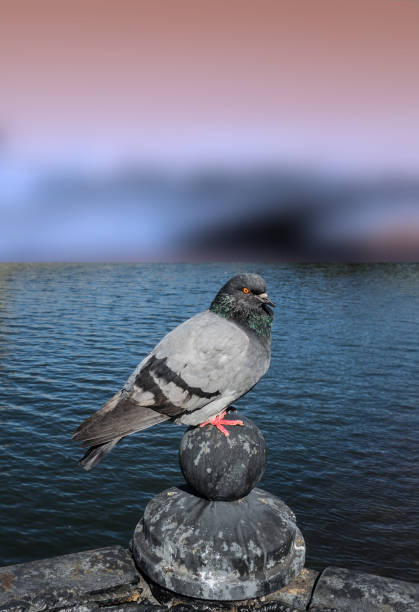 istock Pigeon dove bird closeup 1478063013