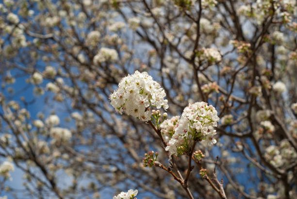 Pyrus calleryana, Callery's Pear or Flowering Pear. Detail of the beautiful white flowers of this tree.