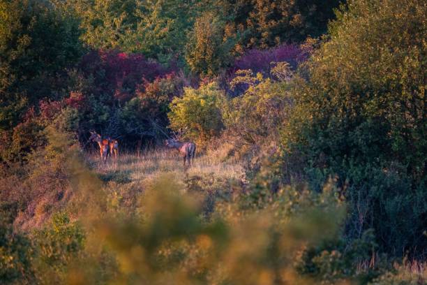 istock Deer walking through a lush and green forested hillside in a rural countryside setting 1478065702