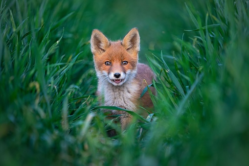 An adorable red fox is perched in a field of lush green grass, gazing directly at the camera