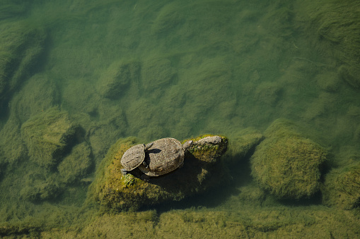Two aquatic turtles resting on stones basking in the sun, top view of a small river overgrown with moss, amphibians in their natural habitat, wildlife