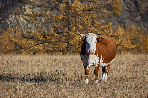 A cow looks into the camera against the background of an autumn forest