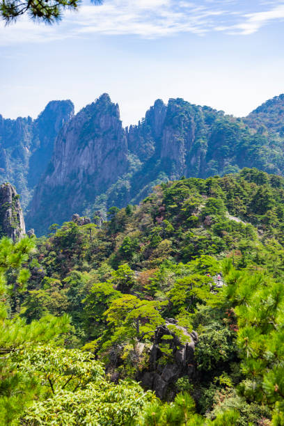istock Pine trees in Huangshan Natural Scenic Area 1478070520