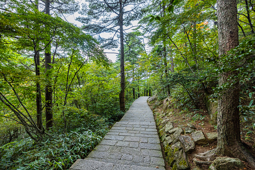 path in the forest Huangshan