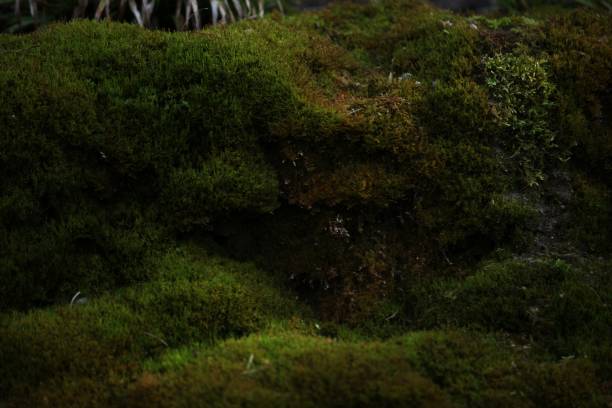 istock Rocks covered with green and brown moss 1478072061