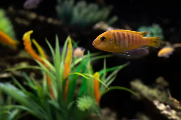 Photo of Fish in aquarium. Flora and fauna in water. Pets swim.