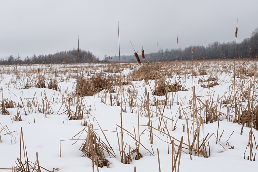 an empty field with tall dry grass covered in snow and dead reeds
