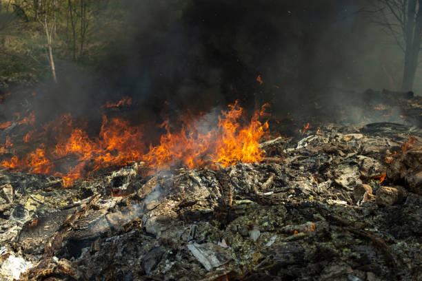 istock Fire in forest. Ignition of grass. Fire and smoke. Damage to environment. 1478075502