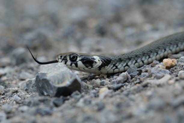 Free picture: rattlesnake, coiled, ground, rocks, grass