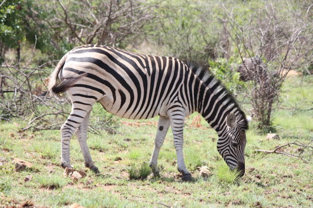 istock African Wildlife 1478078223