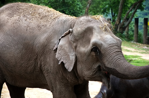 elephant at Khao Kheow Zoo in Chonburi, east of Bangkok, Thailand.