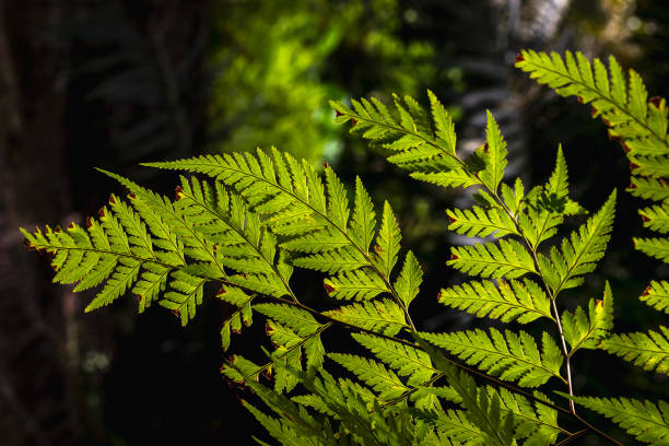 istock Natural fern leave pattern. Natural background and texture. 1478082218