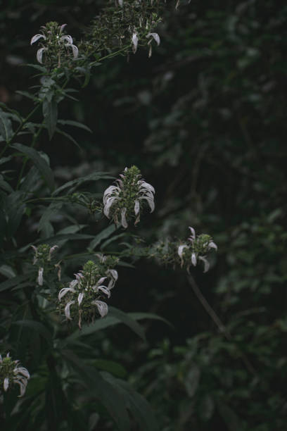 istock Bunch of White Flowers 1478088188