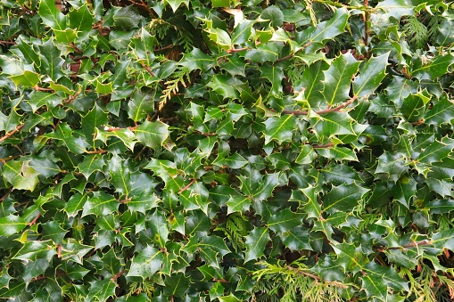 Holly hedge of leaves close up, a background texture of greenery and leaves as an artistic, festive artistic aid for christmas or outdoor nature material, close up of holly leaves