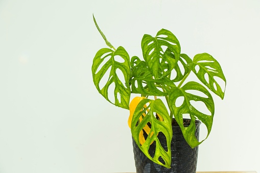 An isolated image of a lush green Monstera plant on a bright white background