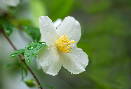 A close-up of the bloom from an English Dogwood tree.