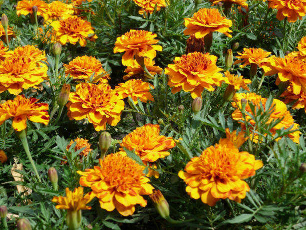 istock yellow flowers on flowerbed 1478093203