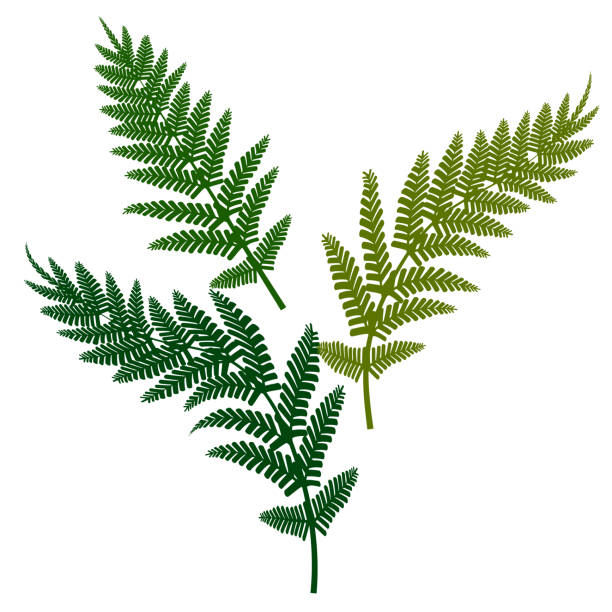 ilustrações, clipart, desenhos animados e ícones de samambaia verde, ótimo design para qualquer finalidade. ilustração vetorial. - fern stem bracken leaf