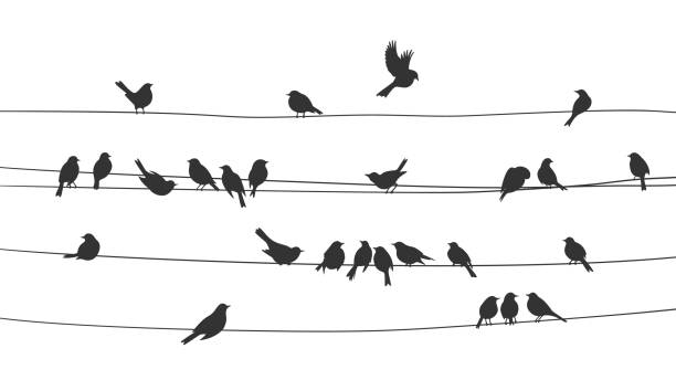 Sparrow and bullfinch birds flock on power wires Sparrow and bullfinch birds flock on power line wires, vector silhouette background. Black birds flying and sitting on electric cables of power line in group in row of sparrows and bullfinches starling stock illustrations