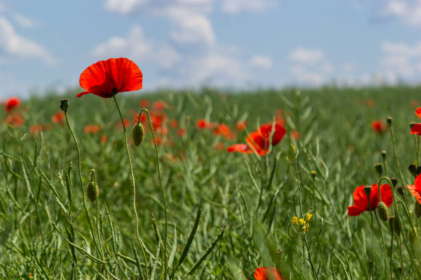 istock Common names for Papaver rhoeas include corn poppy, corn rose, field, Flanders, red or common poppy 1478097427