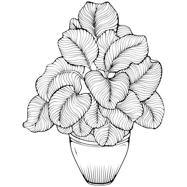 High houseplant Calathea in a pot High houseplant Calathea with broad leaves in a pot. Vector illustrations in hand drawn sketch doodle style isolated on white. Plant for the office interior. Plant with striped leaves. zebra plant stock illustrations